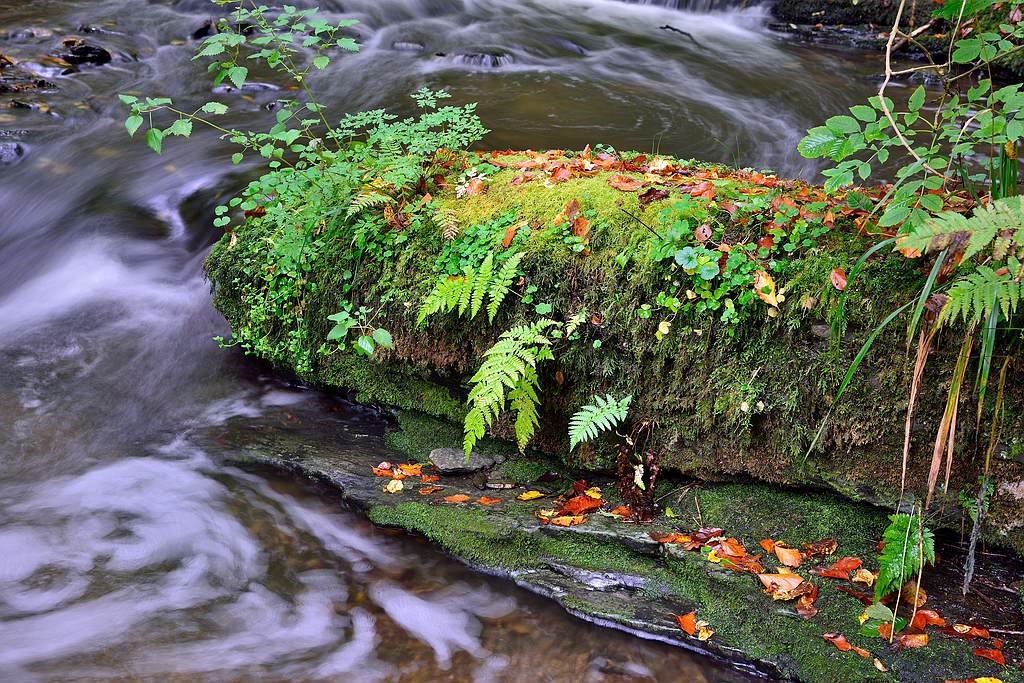 Baybach 0024
Taumschleife Baybachklamm bei leichtem Regen am 14.10.2012
D800E auf Sirui N-2204 und Kugelkopf K-20X