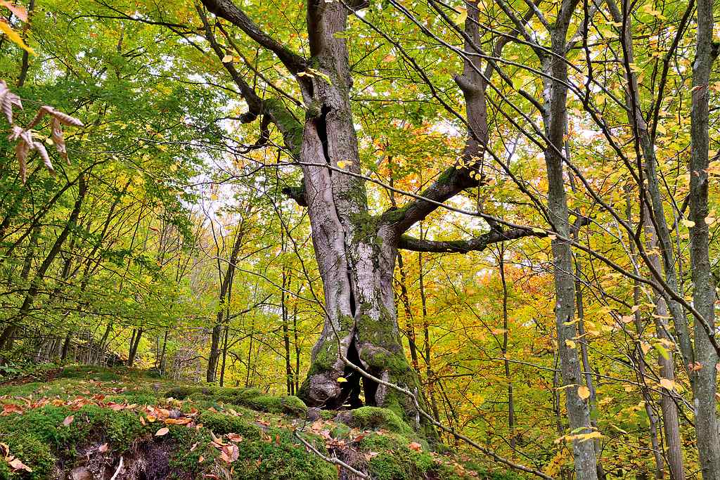 Baybach 0057
Taumschleife Baybachklamm bei leichtem Regen am 14.10.2012
D800E auf Sirui N-2204 und Kugelkopf K-20X