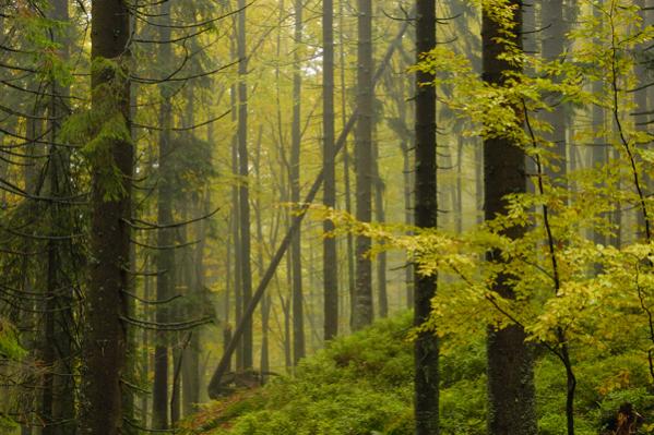 Bayerischer Wald bei Regen