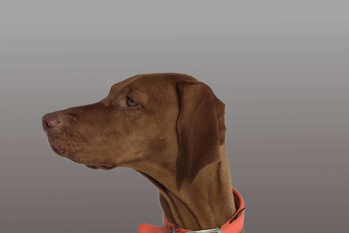 Bayla Portrait