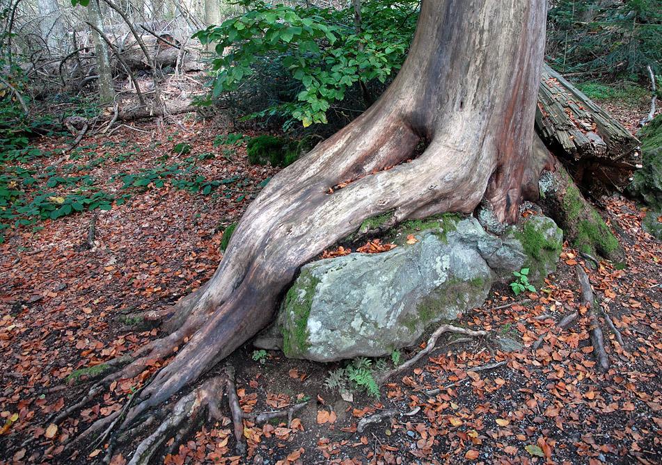 bayrischer wald