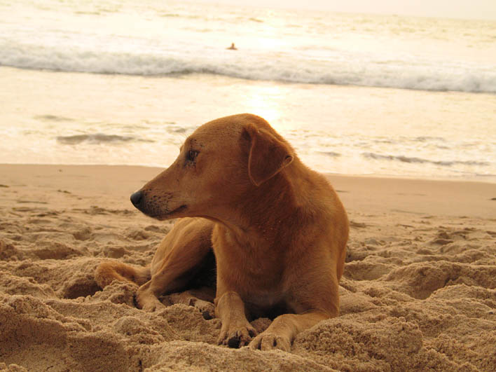 Beach dog at Calangute Beach (Goa)