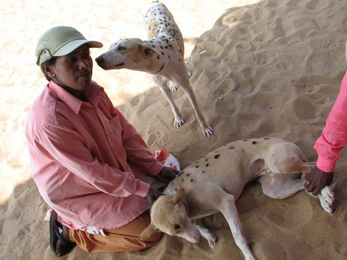 Beach dogs and Fruit seller in Calangute (Goa)