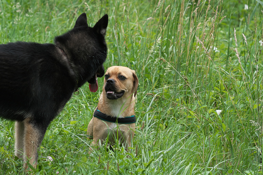 Beagle oder Mops? Wattdennnu?? - Bobby