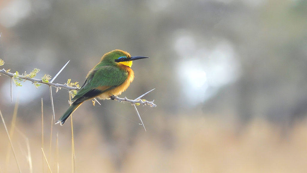 bee eater 1