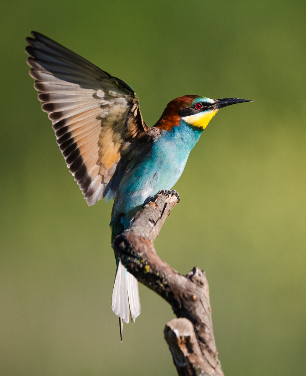 BeeEater.jpg