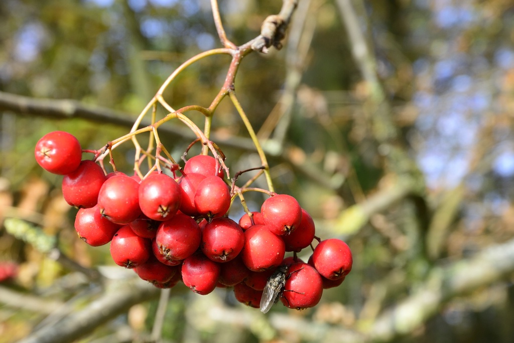 Beeren im Herbst