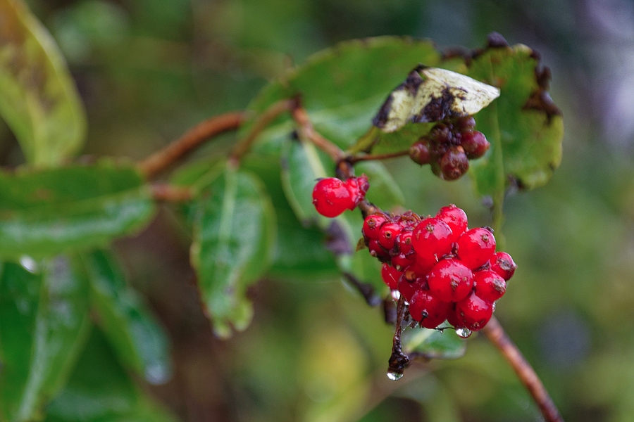 Beeren
