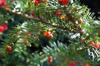 Beeren