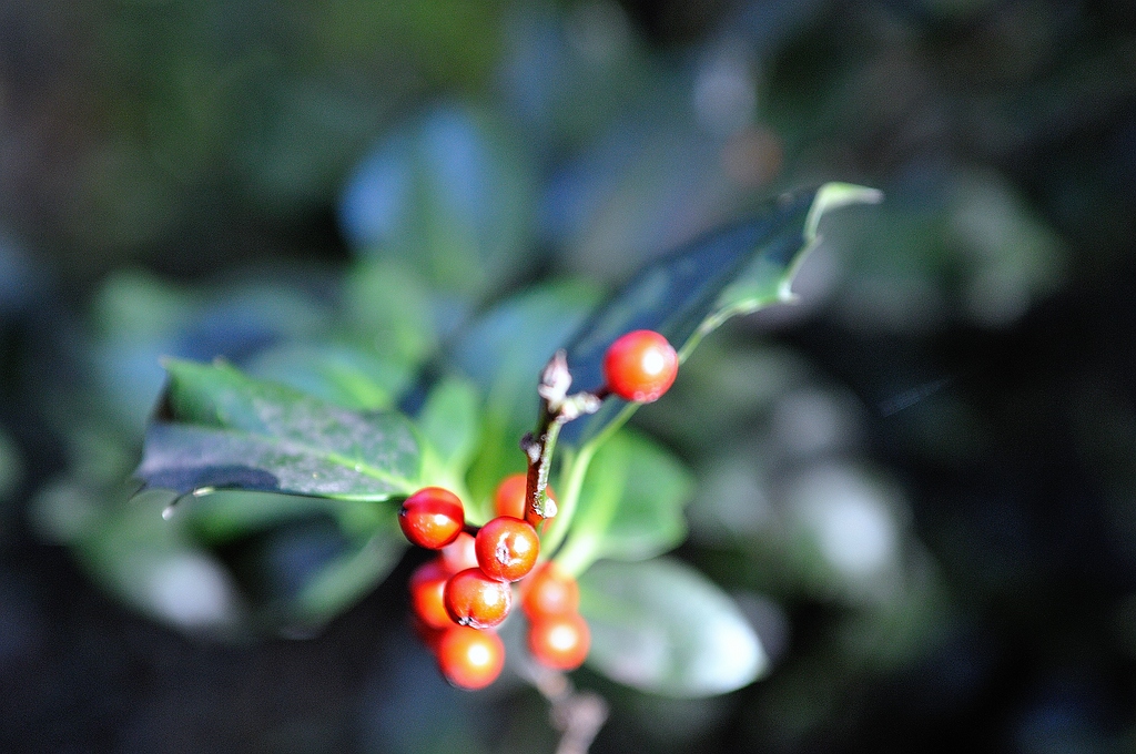 Beeren