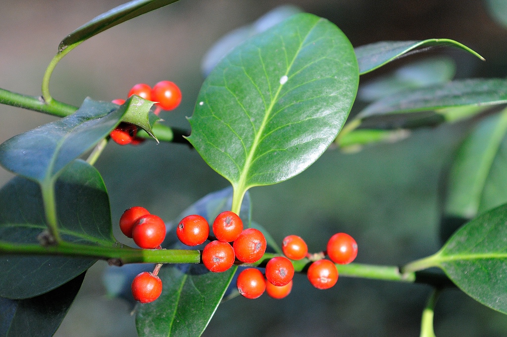 Beeren2