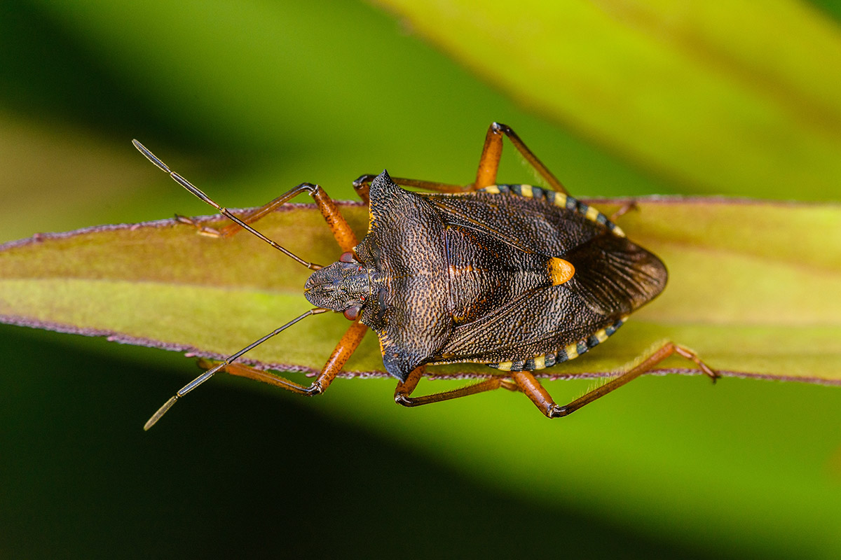 Beerenwanze
