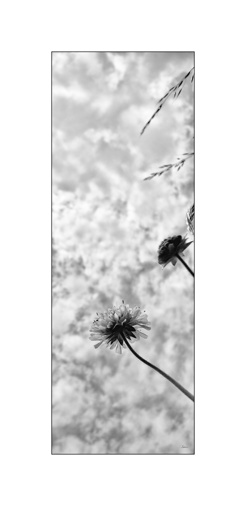 BeetDSC 5799