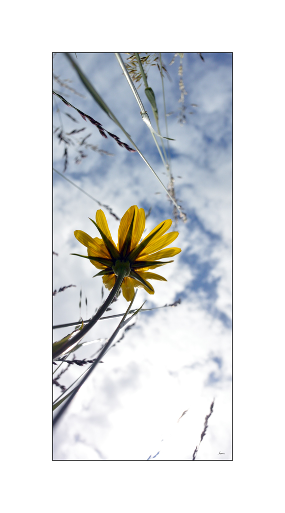 BeetDSC 5800