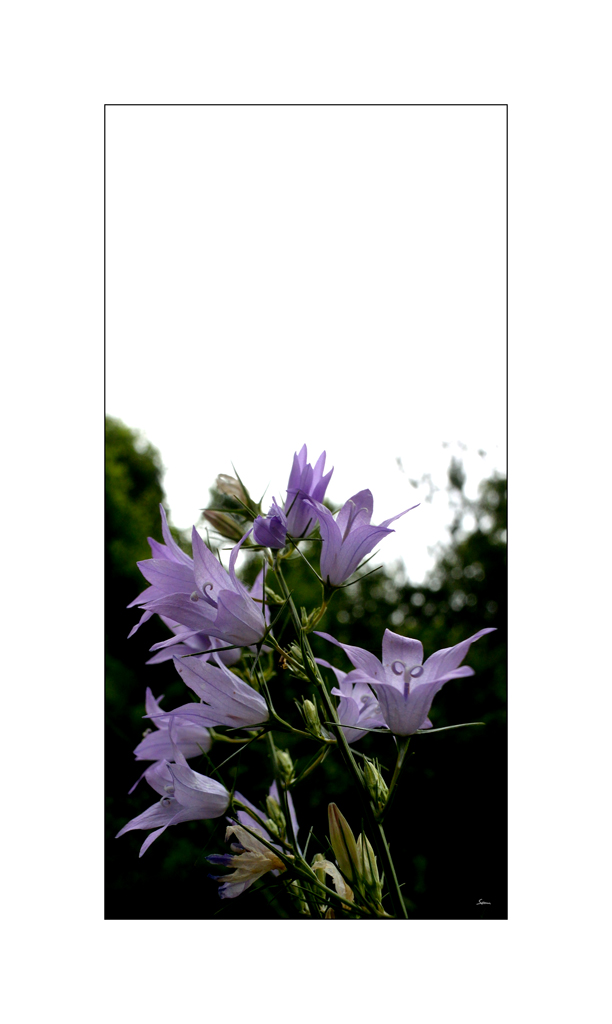 BeetDSC 5848