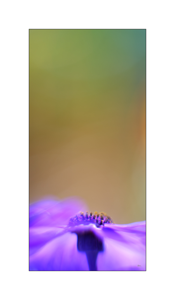 BeetPZ1 5953