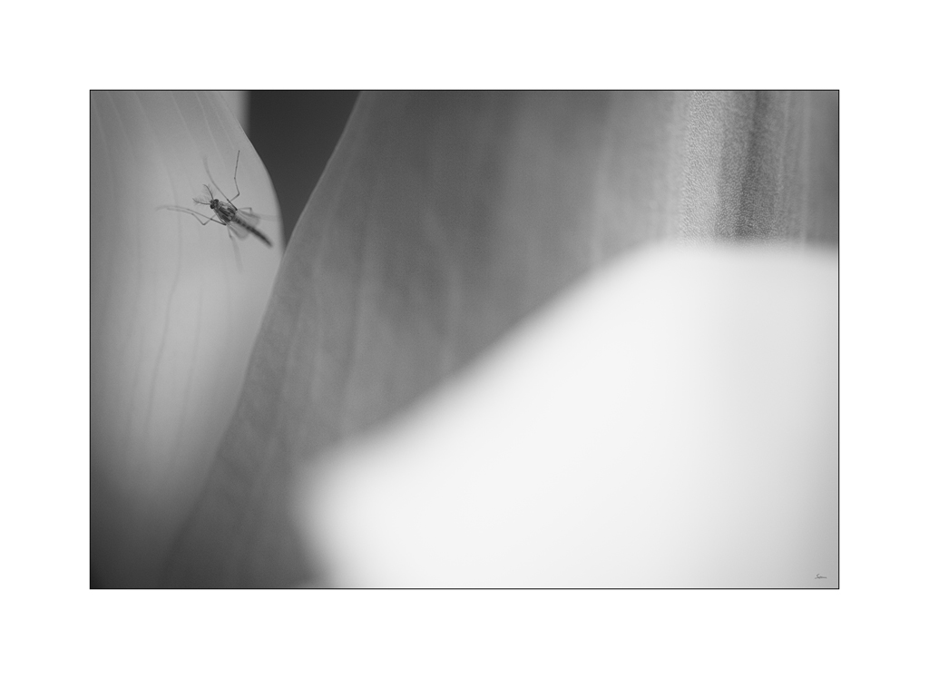 BeetPZ1 7076