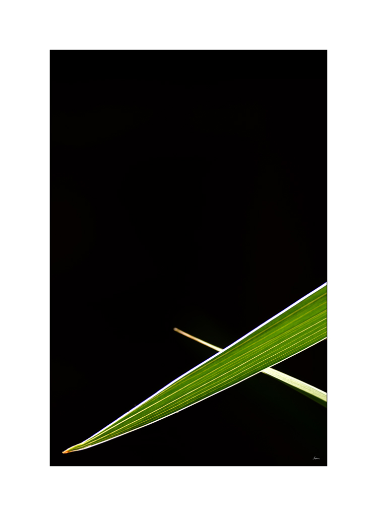 BeetPZ1 7085