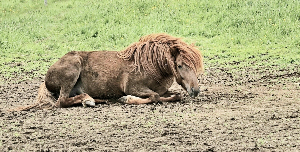 Bei den Isländern im Bayrischen Wald 2.jpg