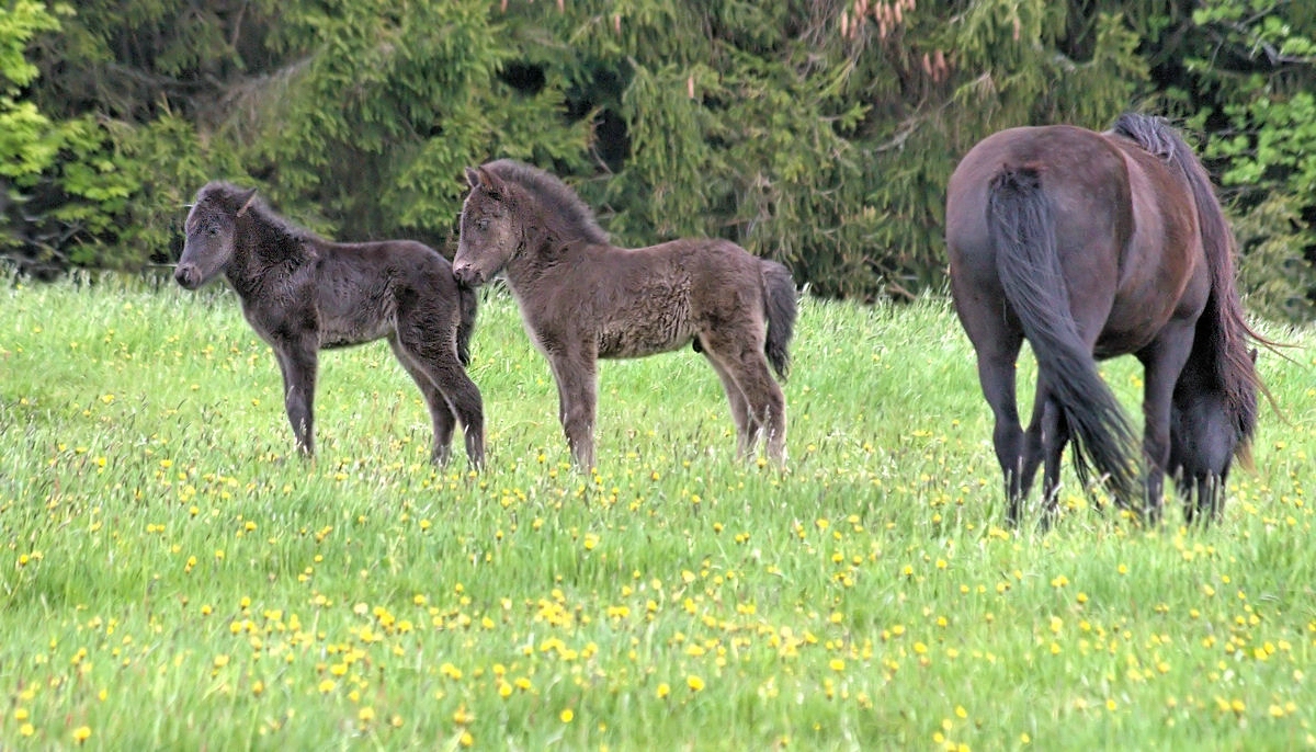 Bei den Isländern im Bayrischen Wald 3.jpg
