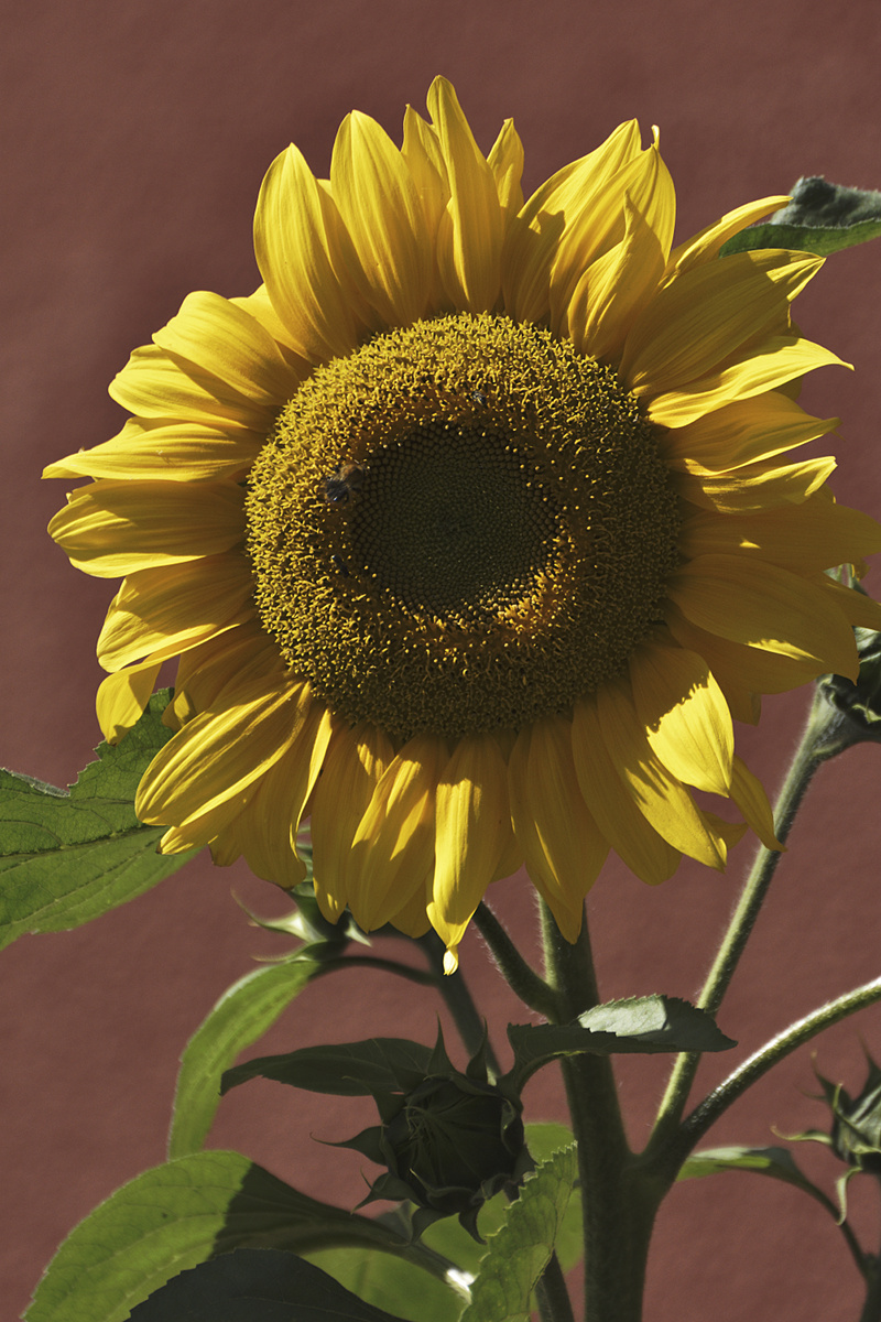 Bei der heutigen Radtour zeigte sich der Sonntag seinem Namen gerecht. Was liegt da näher, als eine Sonnenblume zu fotografieren?