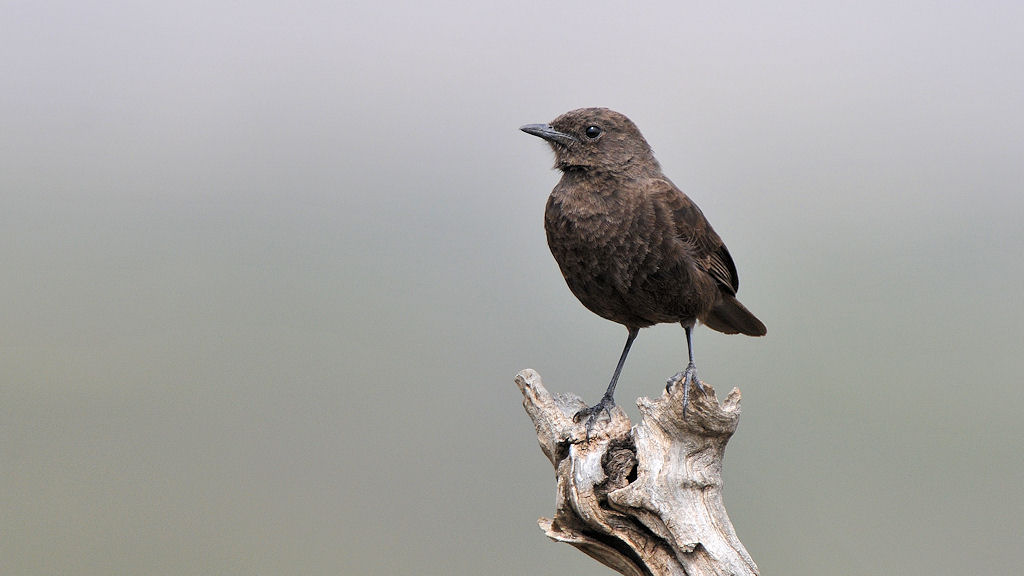 Bei der Identifizierung dieses Vogels bin ich mich
leider nicht so sicher.
Ich tippe auf Trauerwürger (Slate coloured boubou),
aber die sind dunkler.
