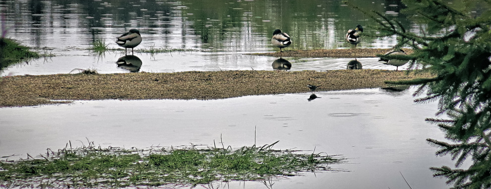 Bei Regen haben die Tiere ihn alleine....JPG