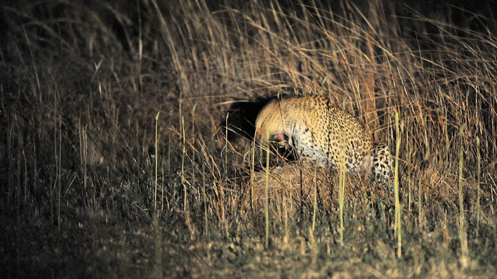 Beim Höhepunkt beißt der Leo seiner Mietze zärtlich in den Nacken. 
bei Musanza, Kafue
5613