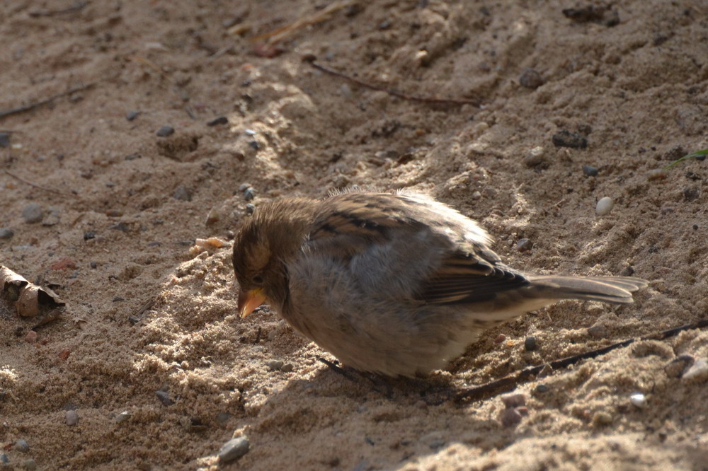 Beim Sandbad