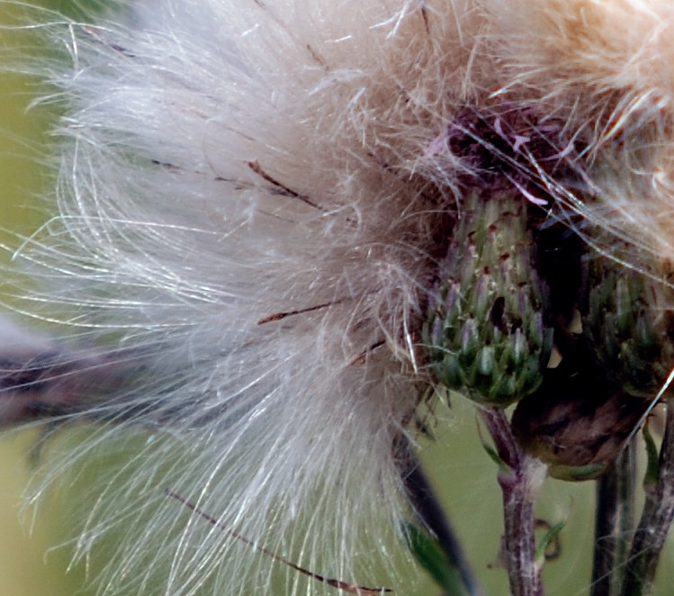 Beispielbilder des Sigma 70-200/2.8 HSM II mit TK Sigma 1.4 EX - 100 % Crop