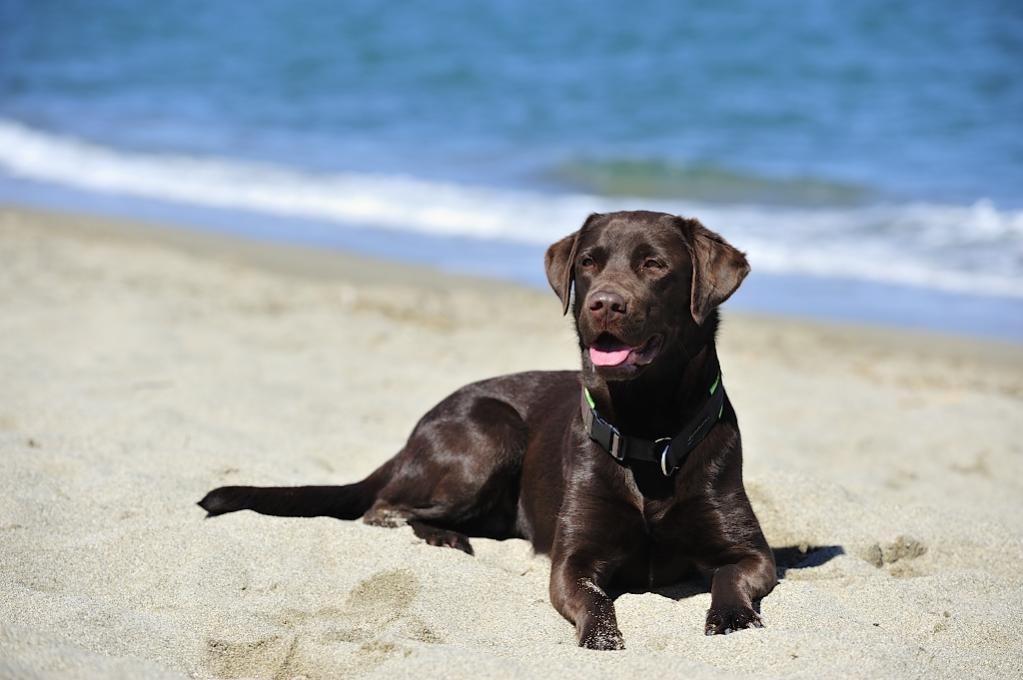 Bella am Strand in Süd-Frankreich