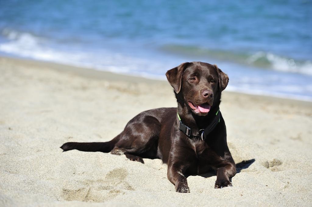 Bella in Frankreich