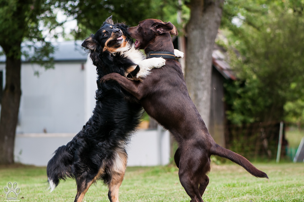Bella mit Lenox, beide noch kein Jahr alt.
