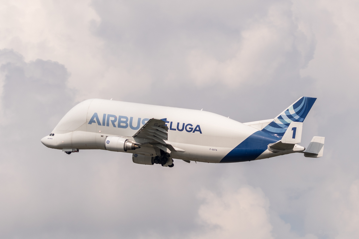 Beluga 01