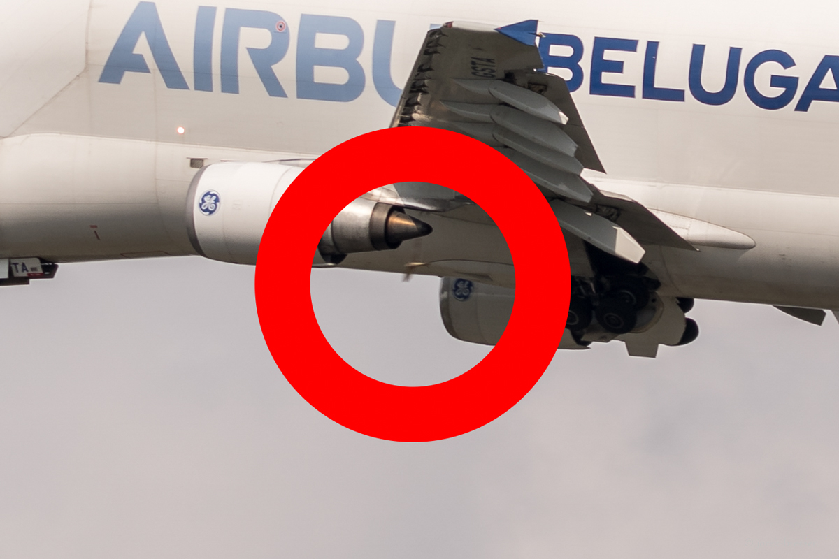 Beluga 03