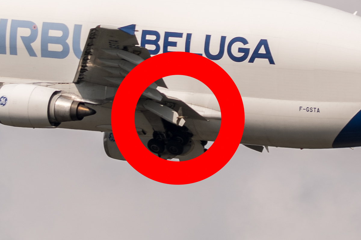 Beluga 04