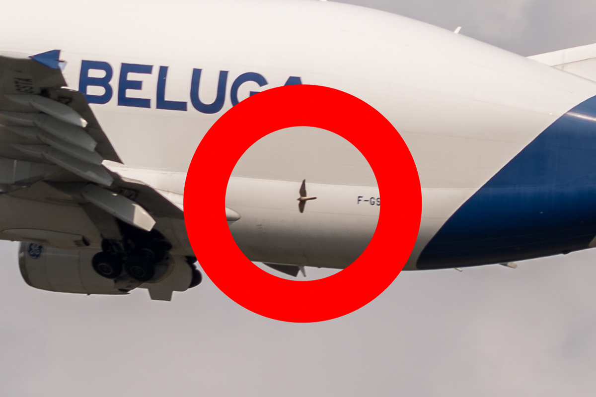 Beluga 05