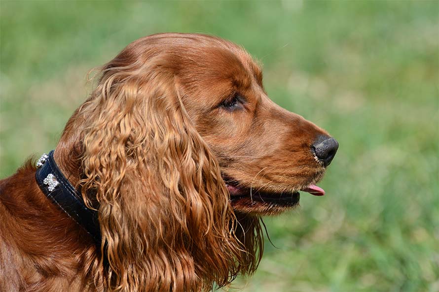 Benny, 1,5 Jahre alt