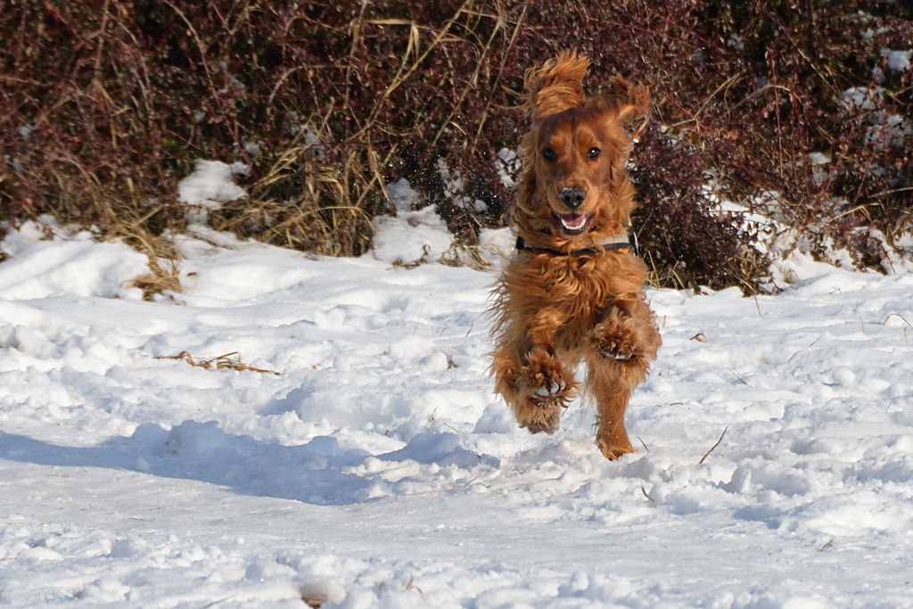 Benny - 1 Jahr alt - Freising