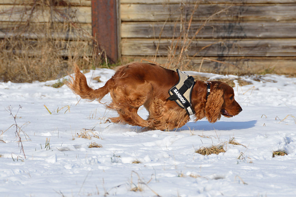 Benny - 1 Jahr alt - Freising