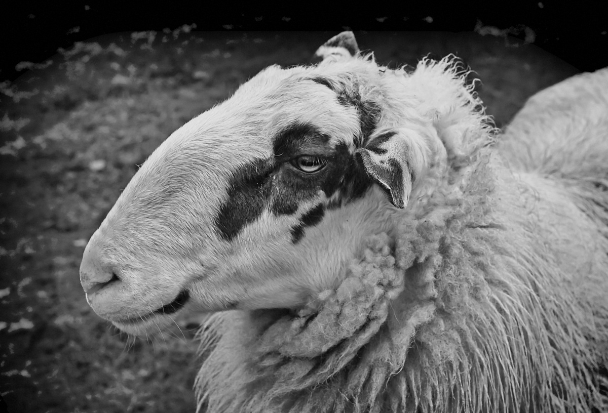 Bentheimer Landschaf BW.jpg