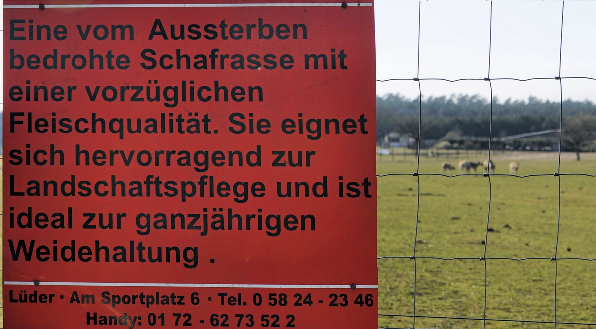 Bentheimer Landschafe.jpg