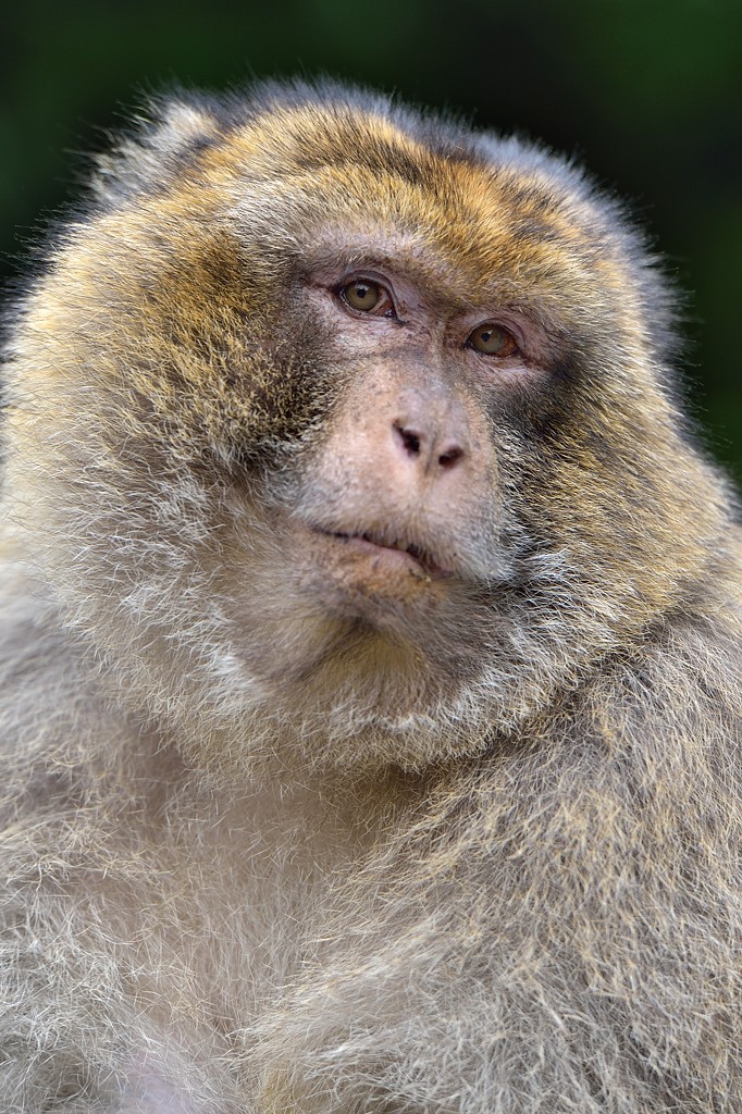 Berberaffe 052015