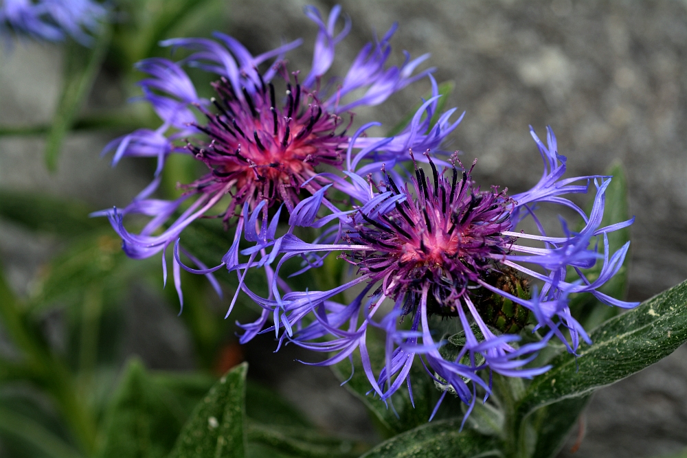Berg-Flockenblume