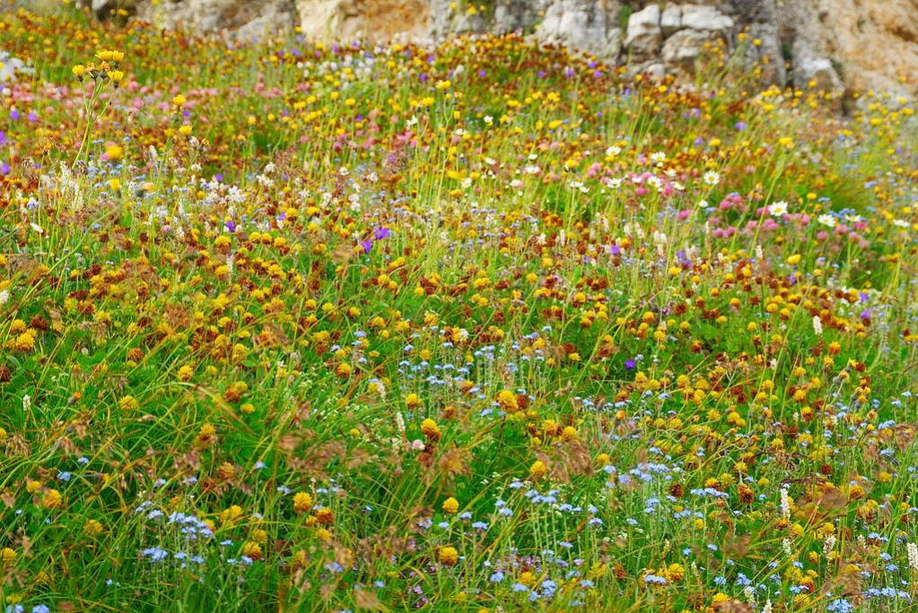 Bergblumenwiese