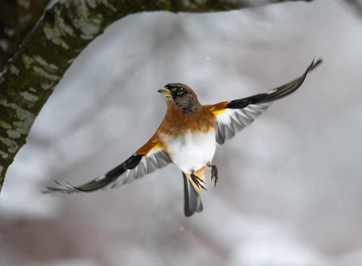 Bergfink im Flug.jpg