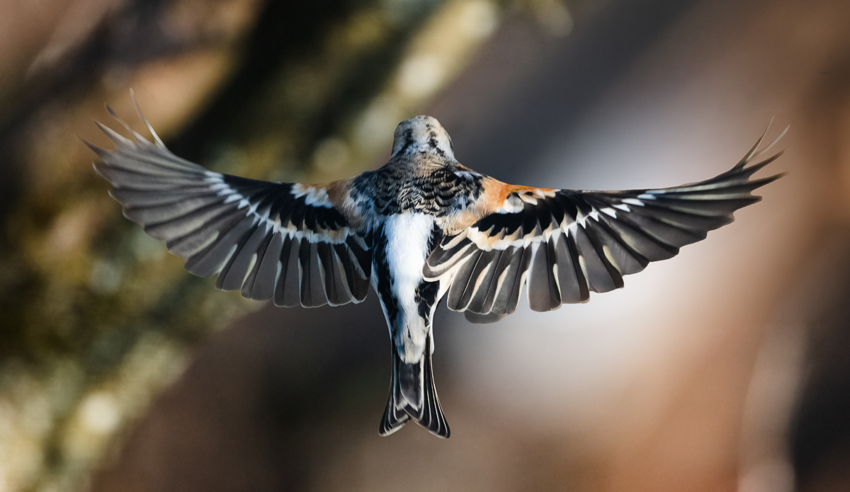 BergfinkFlugVonHinten.jpg