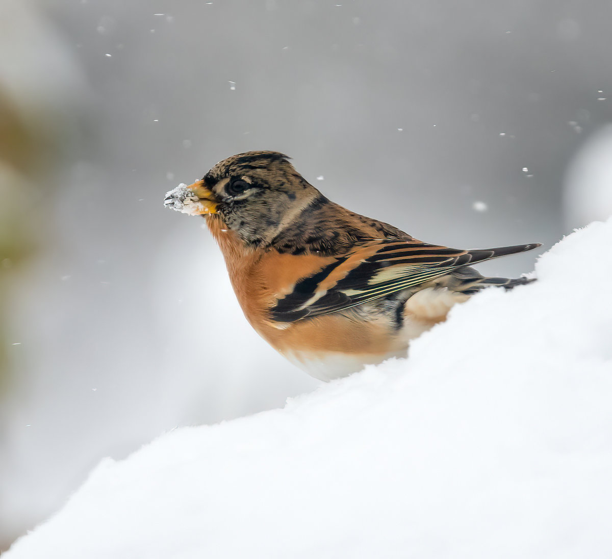 BergfinkImSchnee-.jpg