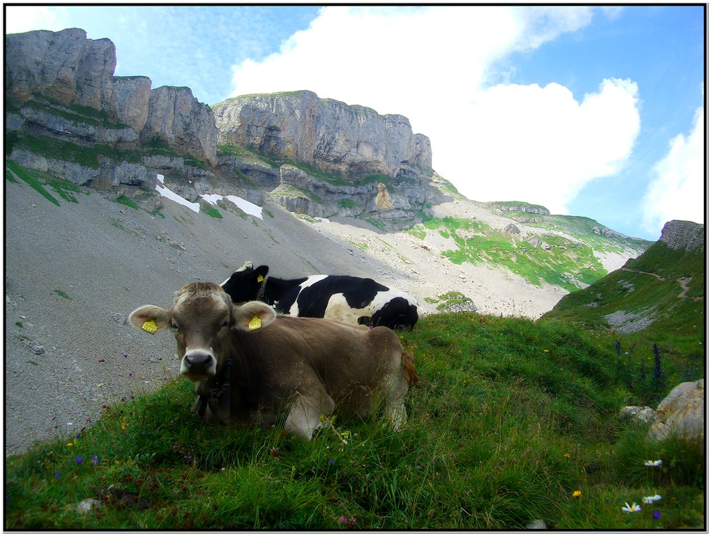 Bergkühe am Hohen Ifen (die sind bestimmt glücklich!)