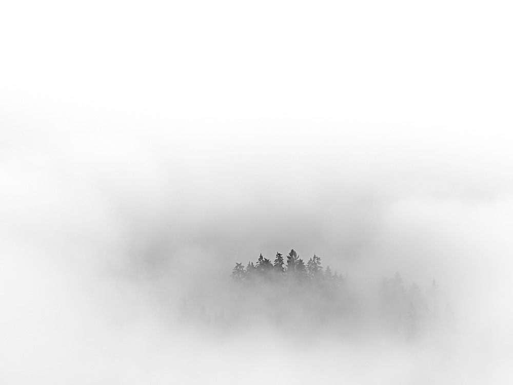 Bergwald im Nebel